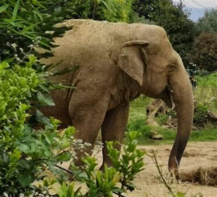 De Lekker Bekende Zoo van Zaria: Een Verborgen Parel voor Dierenliefhebbers!