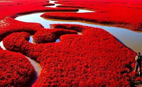  De Honghaiyan Wetland! Een Kleurig Spektakel van Rode Schakeringen en Zingende Vogels